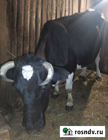 Корова Сапожок - изображение 1