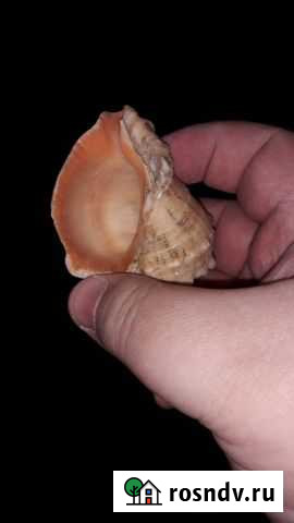 Белый коралл Комсомольск-на-Амуре - изображение 1