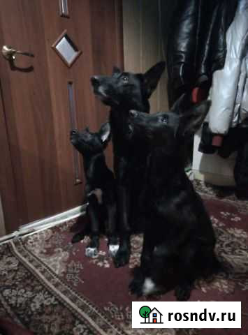 Щенок восточноевропейской овчарки Ревда - изображение 1