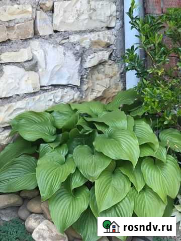 Хоста, подорожниковая. Продаю не просто отросток а Махачкала - изображение 1