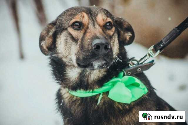 Малинка хочет домой. Приют Зоощит Череповец - изображение 1