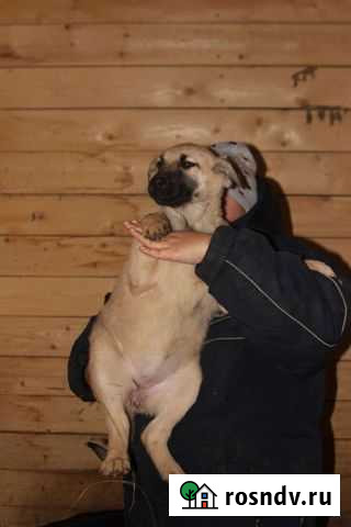 Собака в добрые руки Чистополь - изображение 1