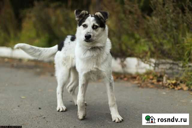 Собаки Петрозаводск - изображение 1