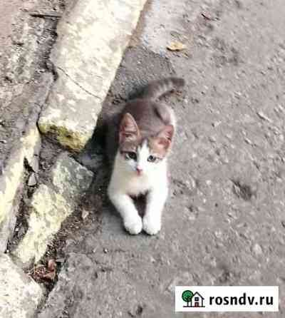 Котик 3 мес ищет дом Саратов