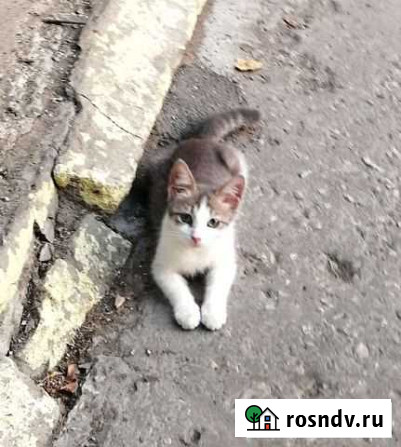 Котик 3 мес ищет дом Саратов - изображение 1