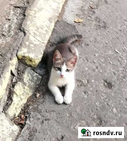 Котик 3 мес ищет дом Саратов - изображение 1