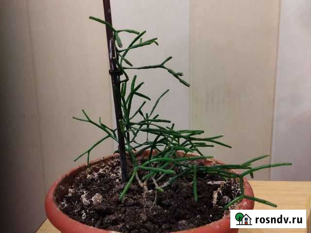 Хатиора (суккулент) Тула - изображение 1