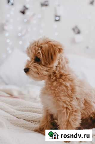 Мальтипу f1 Санкт-Петербург - изображение 1