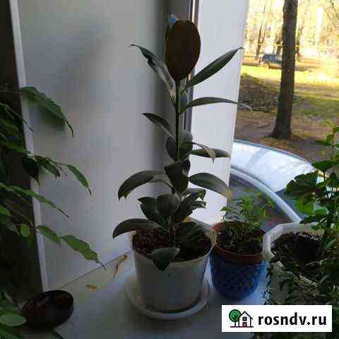 Фикус Киров