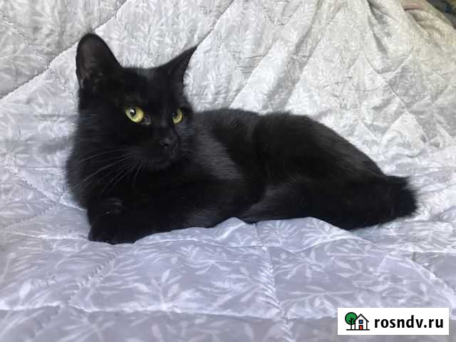 Черри в поиске дома Балашиха - изображение 1