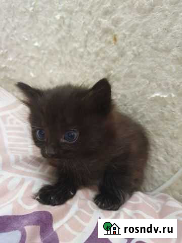 Котята в добрые руки Павловский Посад - изображение 1