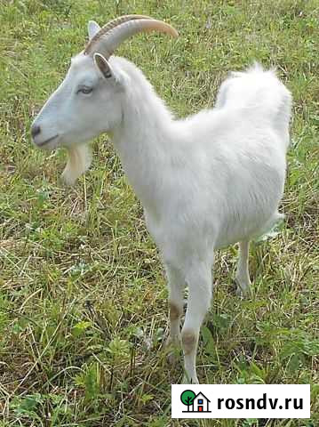 Коза, зааненская,крытая,молодая Старое Шайгово - изображение 1