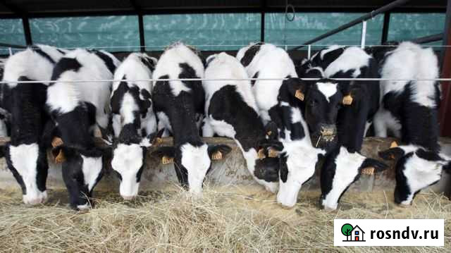 Идеальный вариант для откорма бычки Шаран - изображение 1