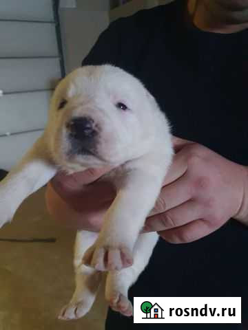 Среднеазиатская овчарка Зея - изображение 1