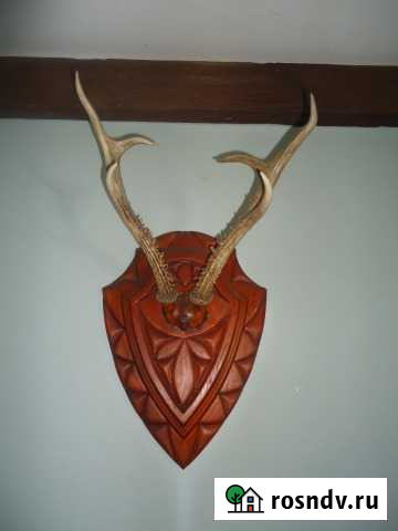 Рога Бийск - изображение 1