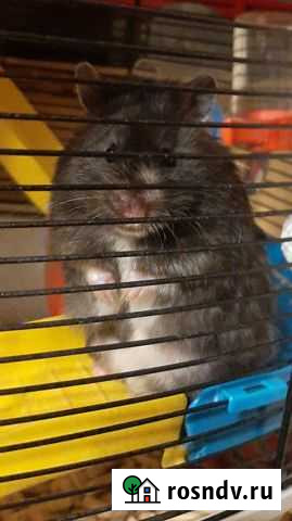 Сирийский хомяк Калининград - изображение 1