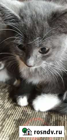 Котята Иваново - изображение 1