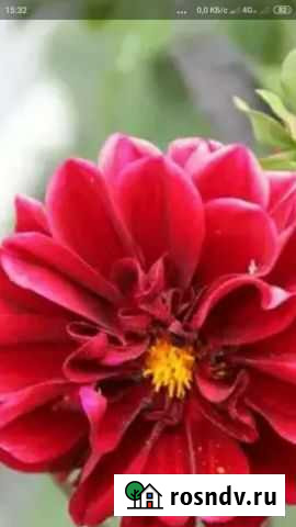 Цветы Екатеринбург - изображение 1