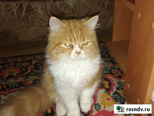 Шотланский котенок Староминская - изображение 1