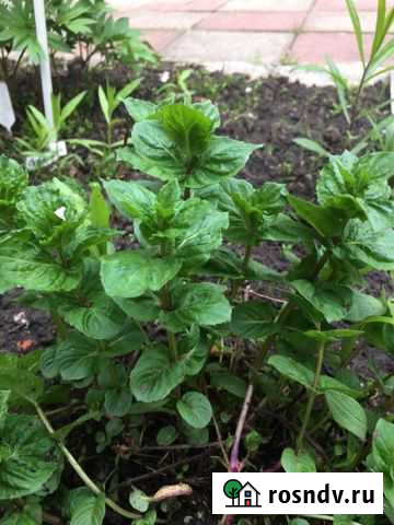 Саженцы мяты Саранск - изображение 1