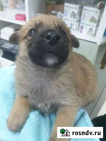 Собака Санкт-Петербург - изображение 1