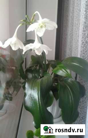 Китайская лилия (эухарис) Камень-на-Оби - изображение 1