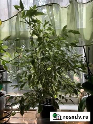 Фикус бенджамина Химки - изображение 1