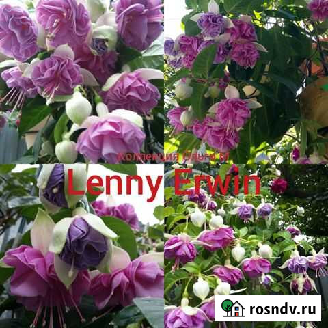 Фуксии сортовые махровые Тамбов - изображение 1