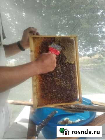 Продам прополис Ковров - изображение 1