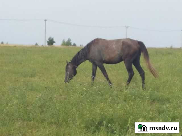 Кобылка англо арабка Ижевск - изображение 1