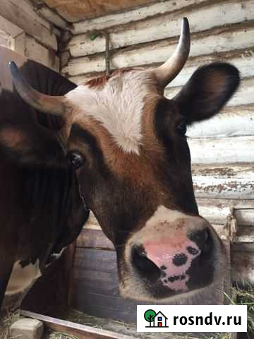 Молоко коровье Рязань - изображение 1