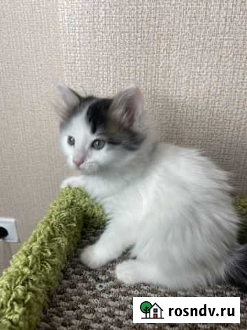 Кошки в добрые руки Казань - изображение 1