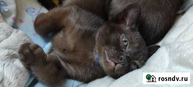 Бурманская Симферополь - изображение 1