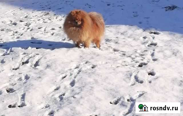 Шпиц вязка. Развязан Чита - изображение 1