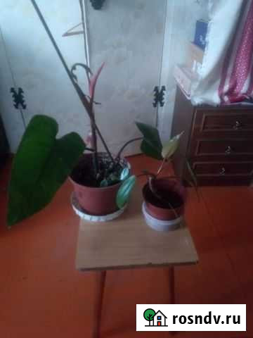 Филодендрон краснеющий Калининград - изображение 1