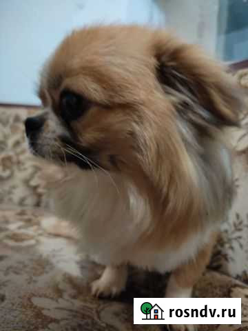 Красавчик Щёлкино - изображение 1