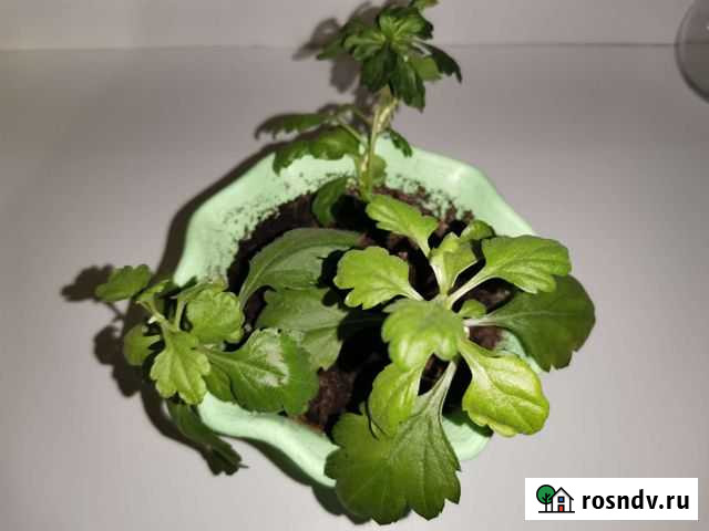 Хризантема белая Саранск - изображение 1