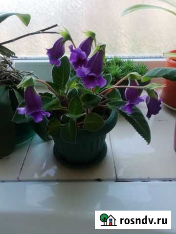 Глоксиния Пятигорск - изображение 1