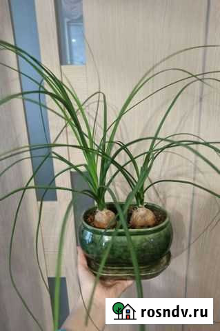 Нолина Бокарнея Бутылочное дерево Курск - изображение 1