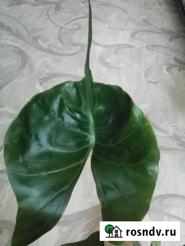 Алоказия Стингрей Новомосковск - изображение 1