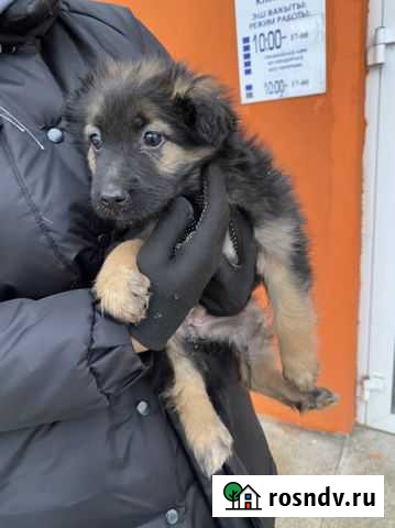 Щенок Уфа - изображение 1