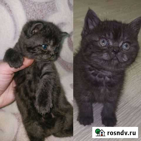 Британские Ляля Нижний Тагил - изображение 1