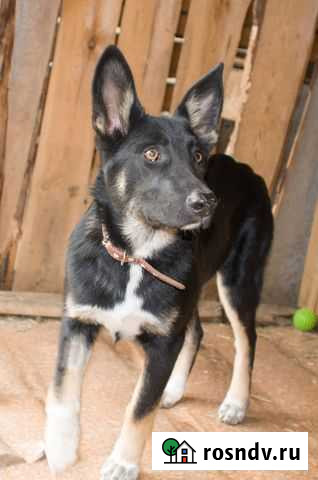 Щенок Буся Нягань - изображение 1