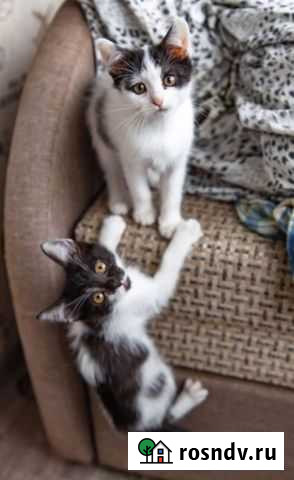 Котята коровки в добрые руки Воронеж - изображение 1