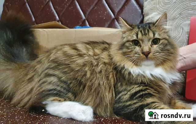 Отдам котика Амазона Петропавловск-Камчатский - изображение 1