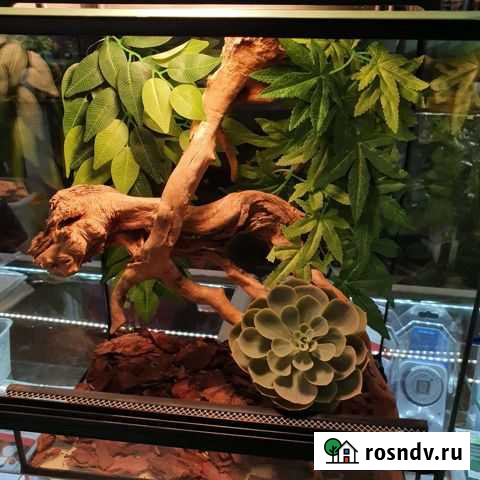 Бананоед с террариумом Санкт-Петербург - изображение 1