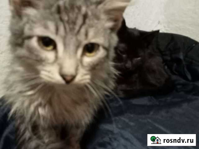 Кот молоденький Омск - изображение 1