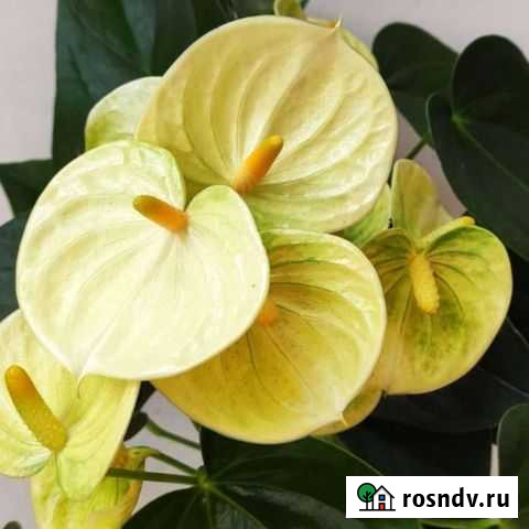 Комнатные цветы антуриумы Нефтекамск - изображение 1