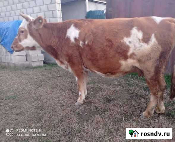 Корова Грозный - изображение 1