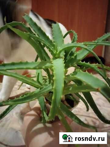 Алоэ лечебный Нижневартовск - изображение 1